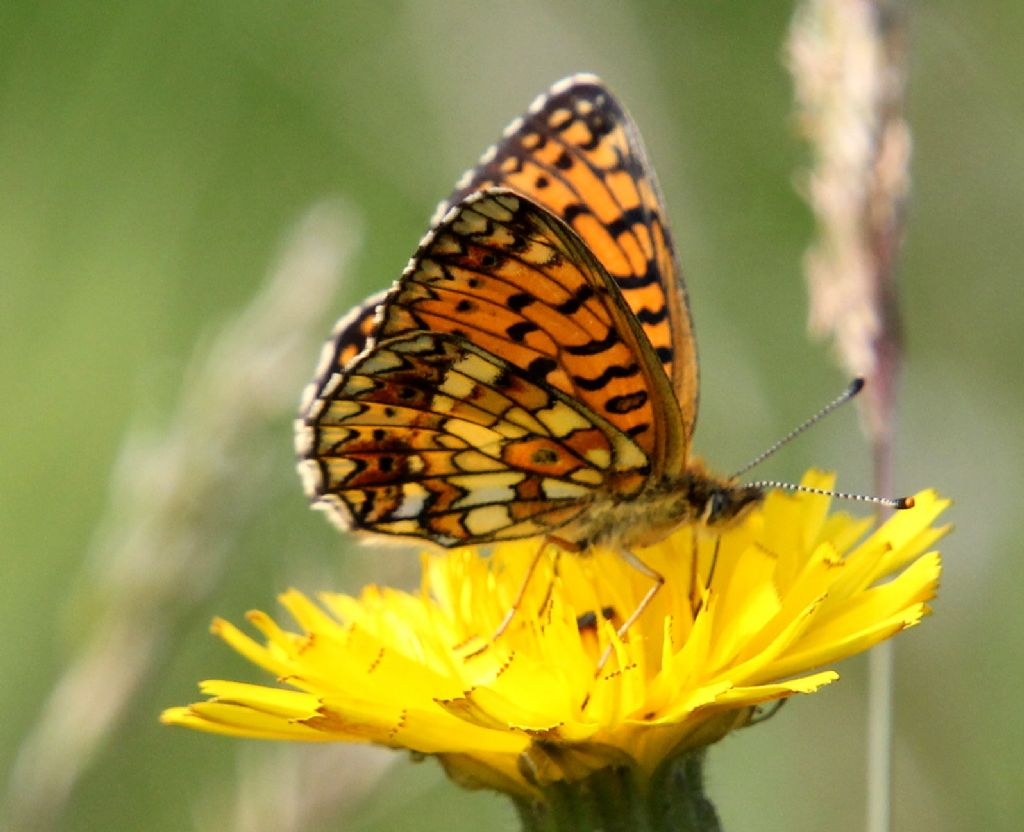 Boloria selene o euphrosyne?